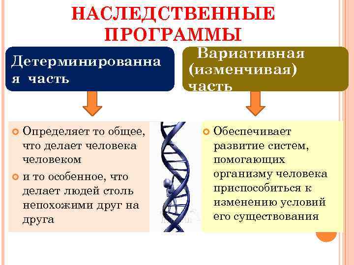 НАСЛЕДСТВЕННЫЕ ПРОГРАММЫ Детерминированна я часть Определяет то общее, что делает человека человеком и то