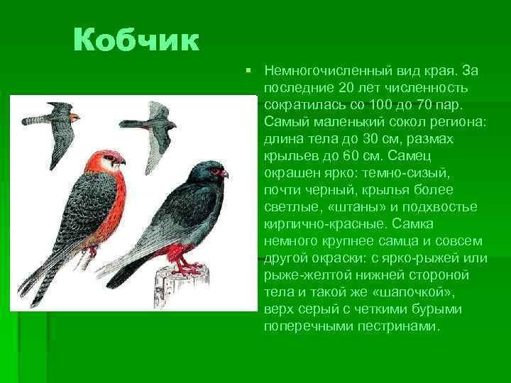 Кобчик § Немногочисленный вид края. За последние 20 лет численность сократилась со 100 до