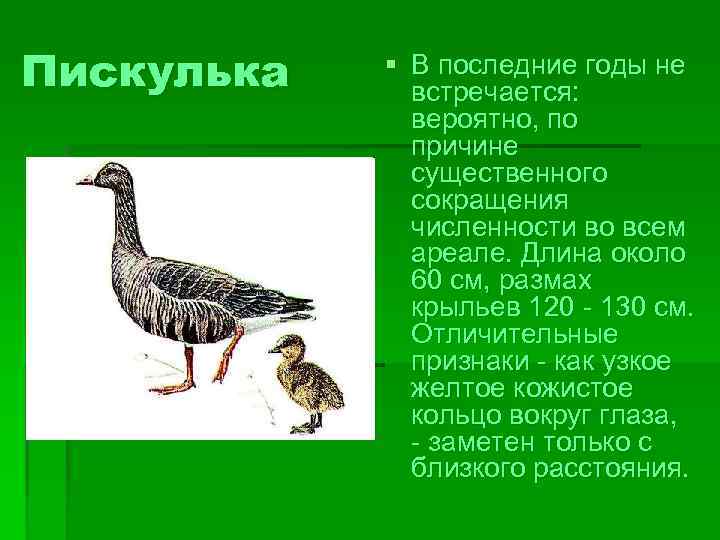 Пискулька § В последние годы не встречается: вероятно, по причине существенного сокращения численности во