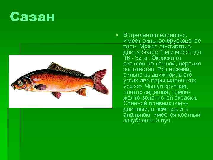 Сазан § Встречается единично. Имеет сильное брусковатое тело. Может достигать в длину более 1