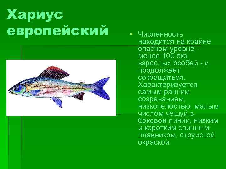 Хариус европейский § Численность находится на крайне опасном уровне менее 100 экз. взрослых особей