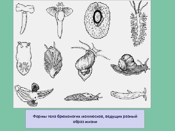 Рассмотри представленные на рисунке признаки растений