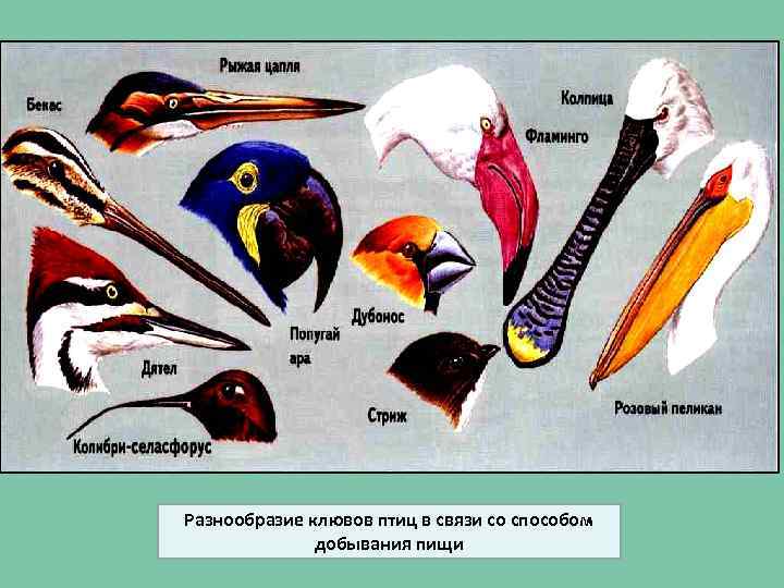 Клюв у птиц это. Типы клювов у птиц. Формы клювов птицы таблица. Формы клюва у птиц. Разнообразие форм клюва птиц.