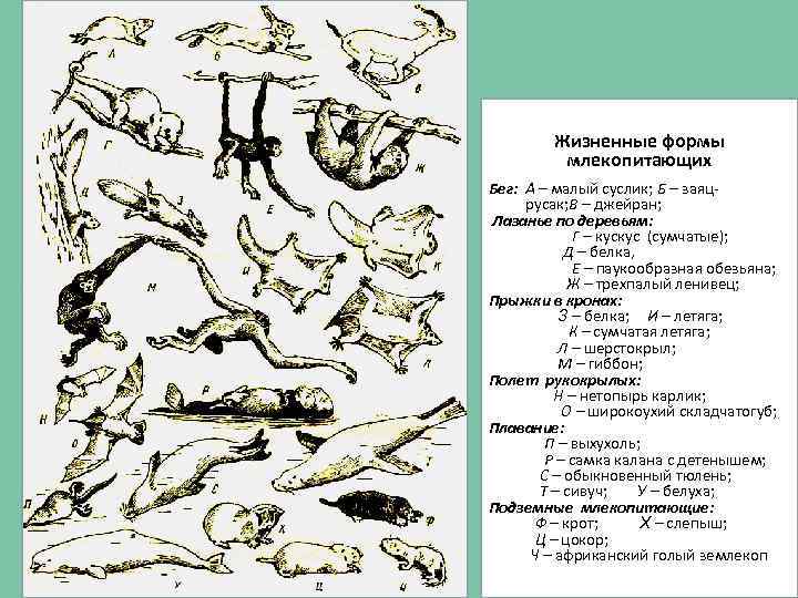 Схема разнообразие млекопитающих