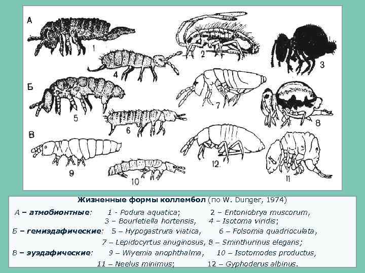  Жизненные формы коллембол (по W. Dunger, 1974) А – атмобионтные: 1 - Podura