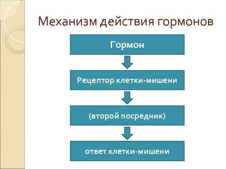 Механизм действия гормонов Гормон Рецептор клетки-мишени (второй посредник) ответ клетки-мишени 