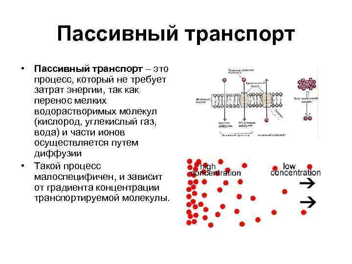 Молекулярный путь. Пассивный транспорт физиология. Углекислый ГАЗ транспортируется через мембрану. Пассивный транспорт ионов. Пассивный транспорт это процесс перемещения.