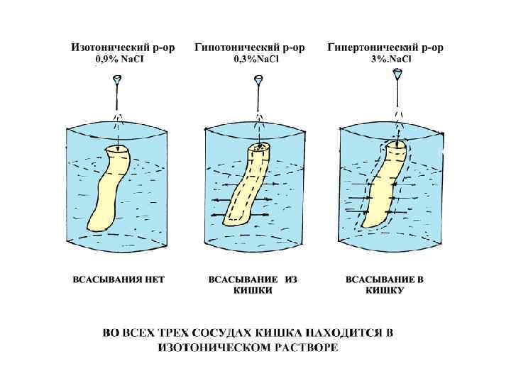 Плазматическая мембрана картинка