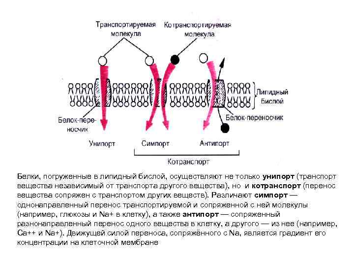 Белки, погруженные в липидный бислой, осуществляют не только унипорт (транспорт вещества независимый от транспорта