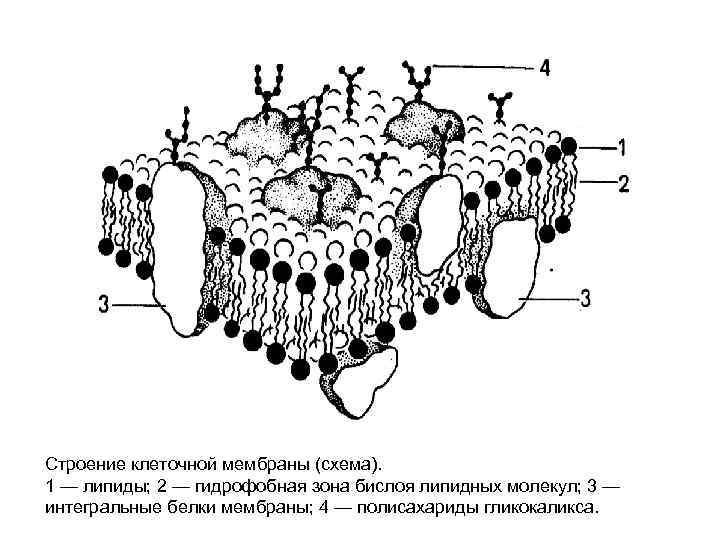 Плазматическая мембрана рисунок