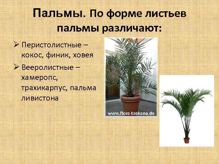 Пальмы. По форме листьев пальмы различают: Ø Перистолистные – кокос, финик, ховея Ø Вееролистные