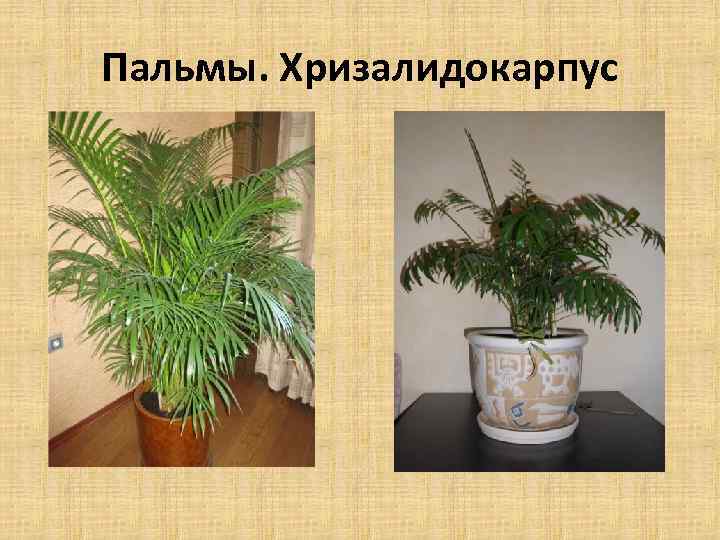 Пальмы. Хризалидокарпус 