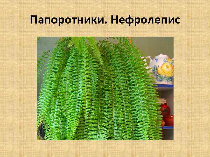 Папоротники. Нефролепис 