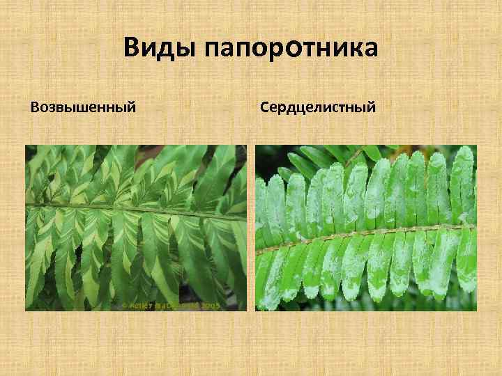 Виды папоротника Возвышенный Сердцелистный 