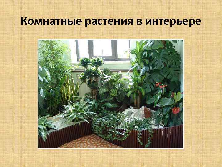 Комнатные растения в интерьере 