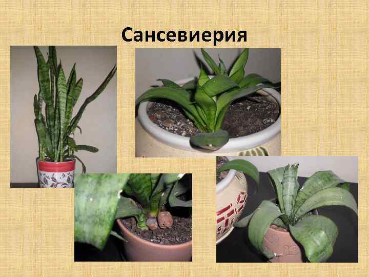 Сансевиерия 
