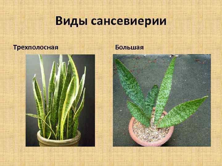Виды сансевиерии Трехполосная Большая 