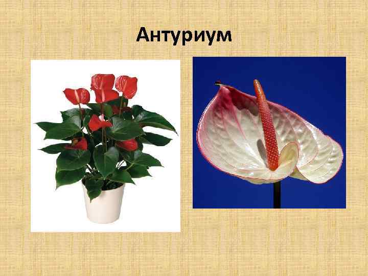 Антуриум 