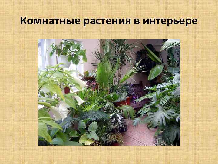 Комнатные растения в интерьере 
