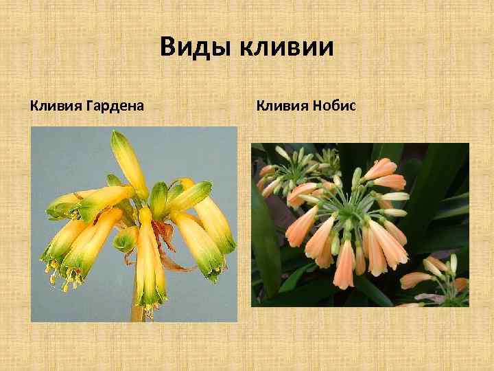 Виды кливии Кливия Гардена Кливия Нобис 