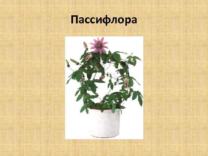Пассифлора 