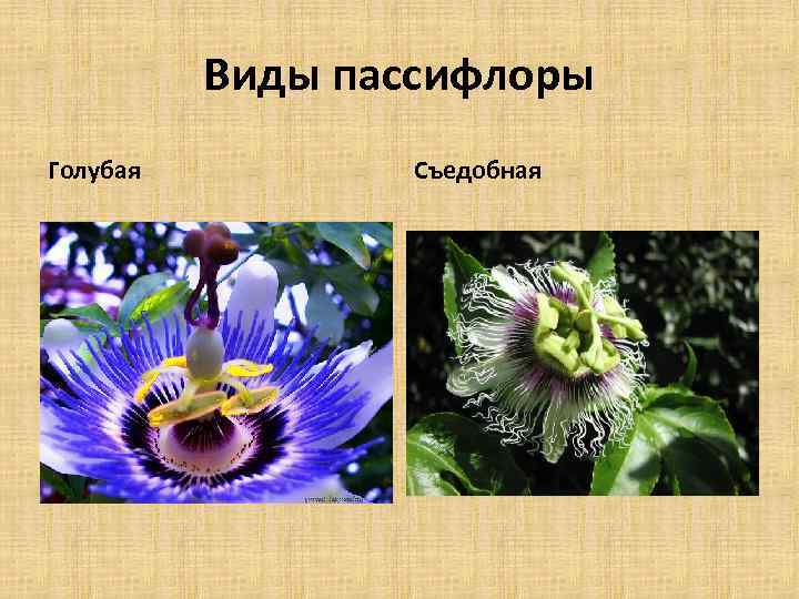 Виды пассифлоры Голубая Съедобная 