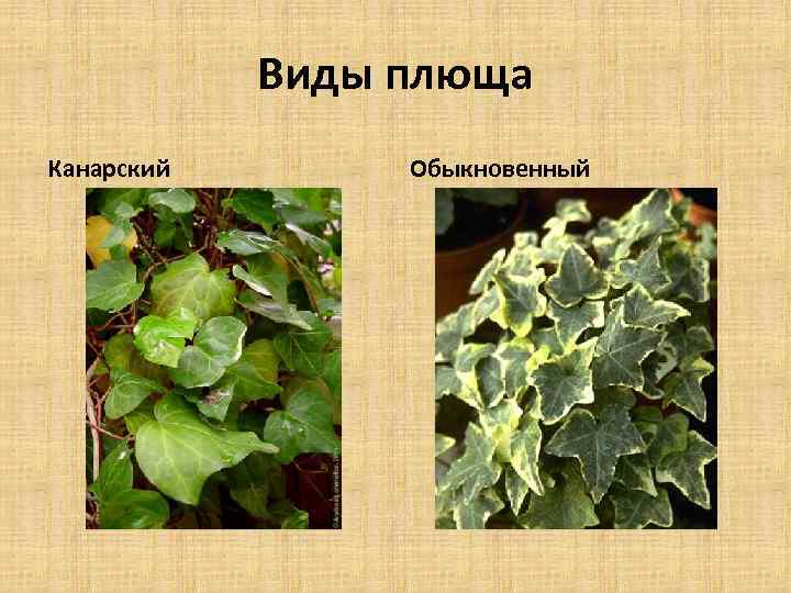 Виды плюща Канарский Обыкновенный 