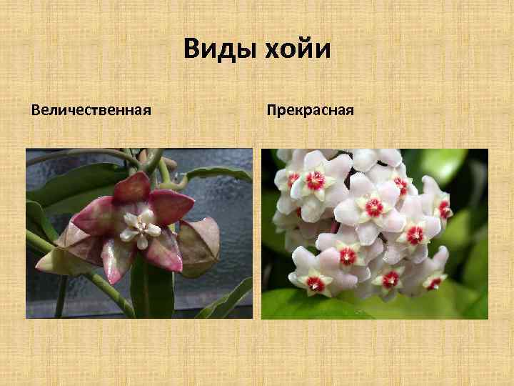 Виды хойи Величественная Прекрасная 