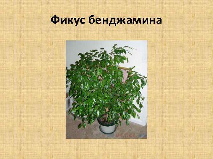 Фикус бенджамина 