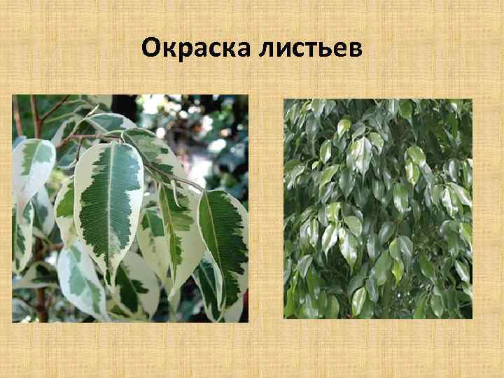 Окраска листьев 