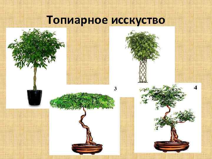 Топиарное исскуство 