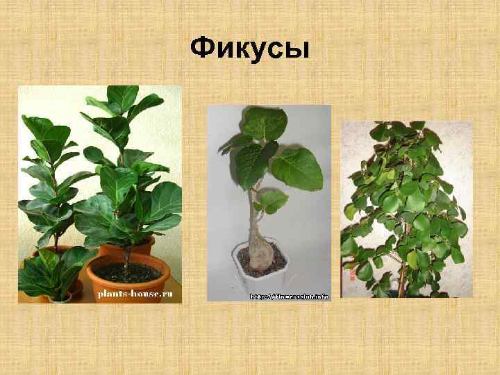 Фикусы 