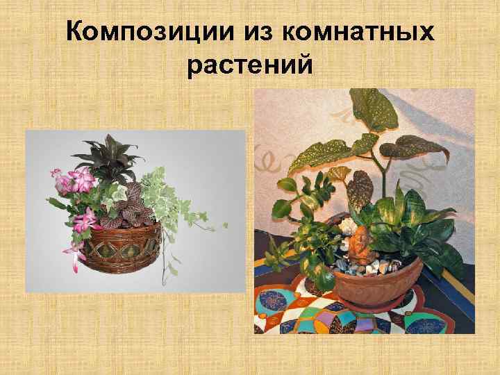 Композиции из комнатных растений 