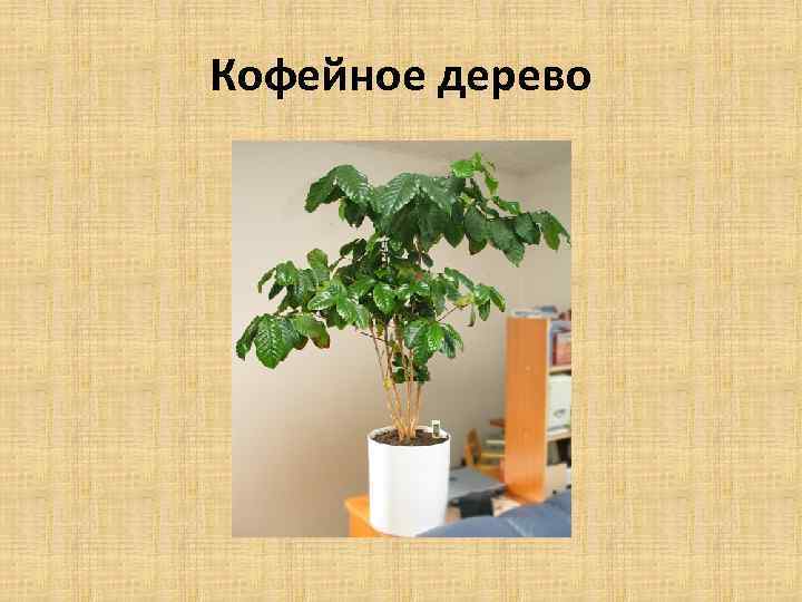 Кофейное дерево 