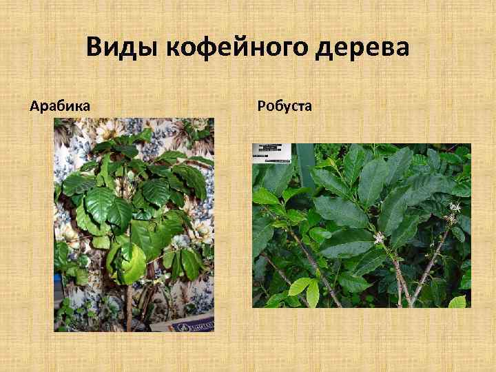 Виды кофейного дерева Арабика Робуста 