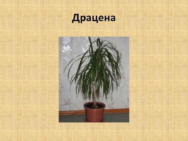 Драцена 