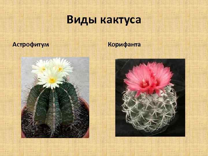 Виды кактуса Астрофитум Корифанта 