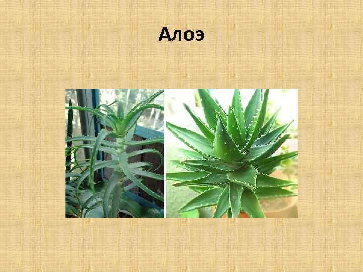Алоэ 