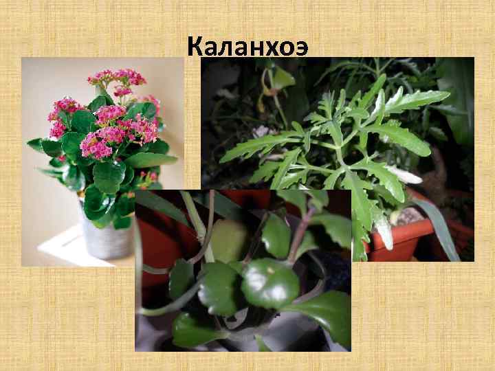 Каланхоэ 