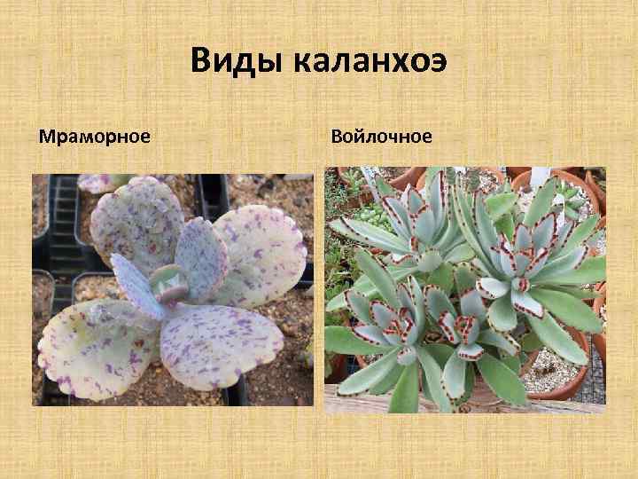 Виды каланхоэ Мраморное Войлочное 