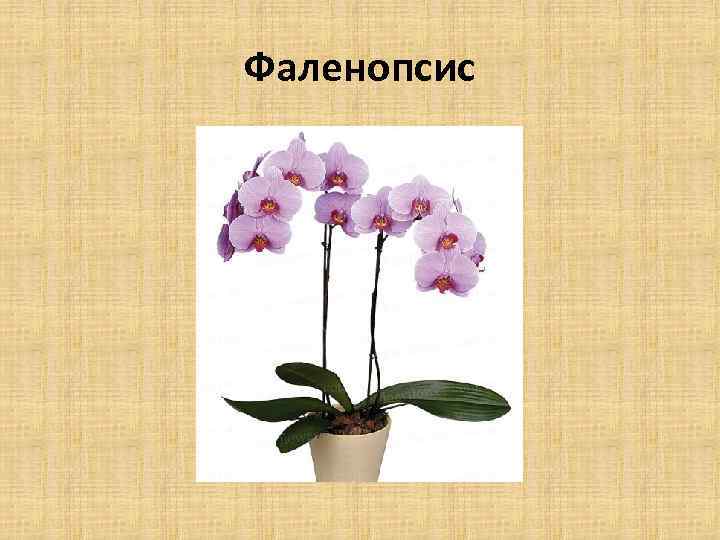 Фаленопсис 