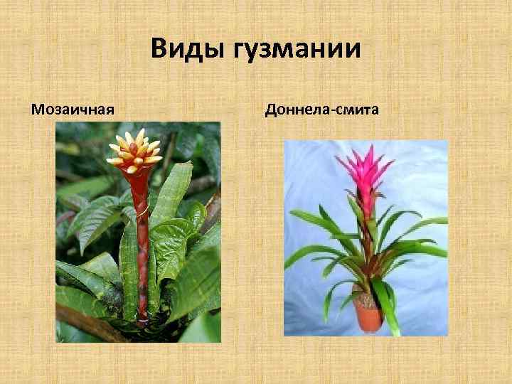 Виды гузмании Мозаичная Доннела-смита 