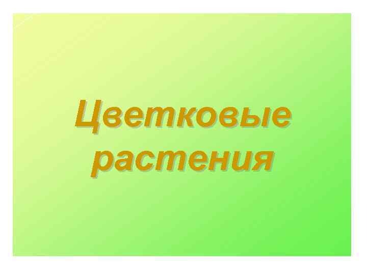 Цветковые растения 