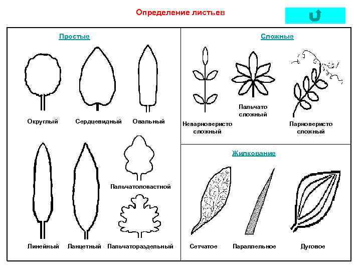 Определение листьев Простые Сложные Пальчато сложный Округлый Сердцевидный Овальный Непарноперисто сложный Парноперисто сложный Жилкование