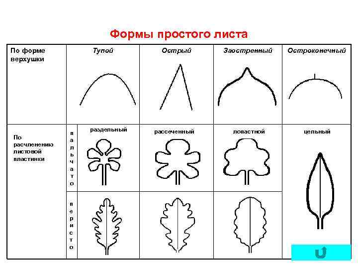 Формы простого листа По форме верхушки По расчленению листовой пластинки Тупой п а л