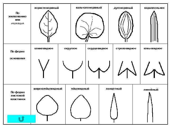 перистонервный пальчатонервный дугонервный параллельное По жилкованию или нервация По форме клиновидное округлое сердцевидное стреловидное
