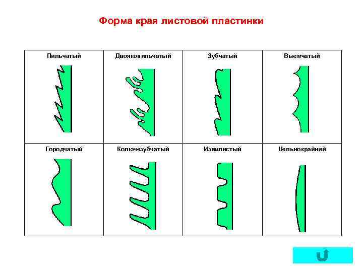 Форма края листовой пластинки Пильчатый Двоякопильчатый Зубчатый Выемчатый Городчатый Колючезубчатый Извилистый Цельнокрайний 