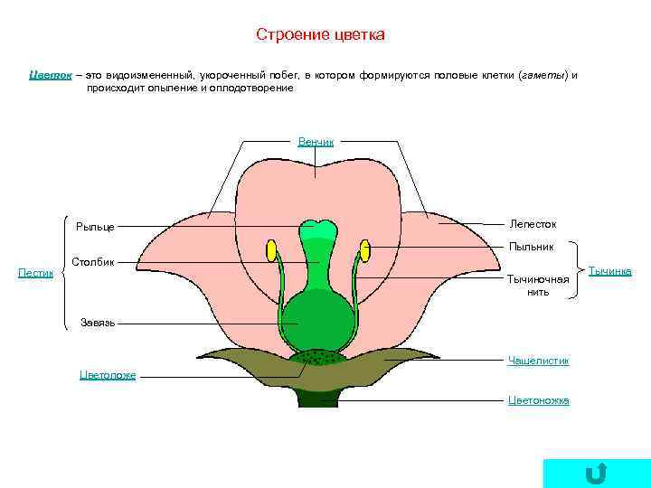 Какой буквой на рисунке обозначена часть цветка в которой формируются пыльцевые зерна