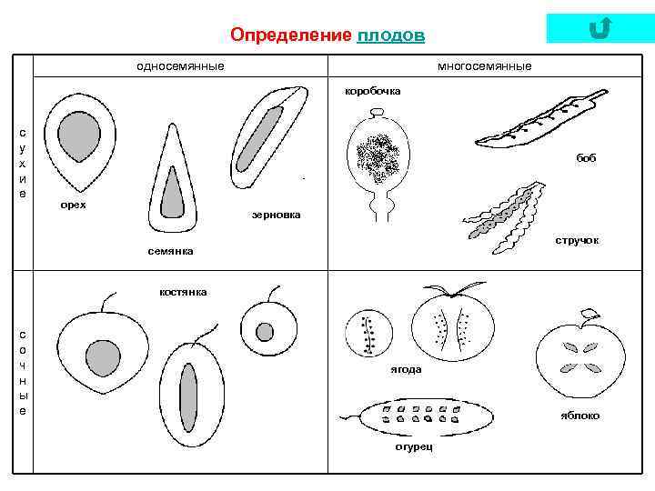 Определение плодов односемянные многосемянные коробочка с у х и е боб орех зерновка стручок