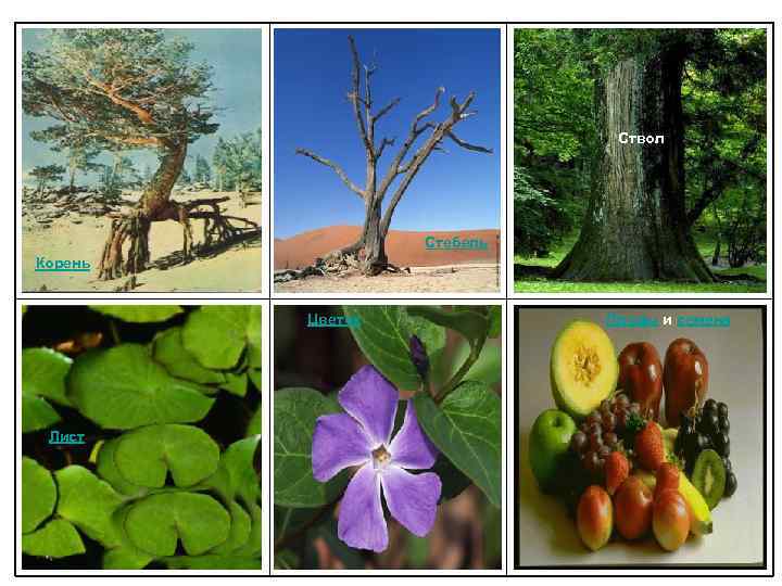 Ствол Стебель Корень Цветок Лист Плоды и семена 
